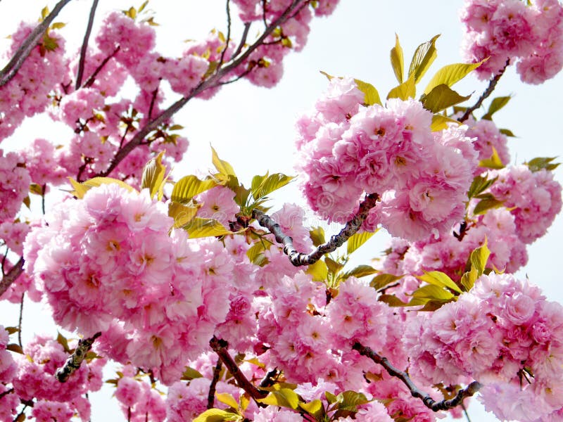 Washington Sakura flores abril de 2010
