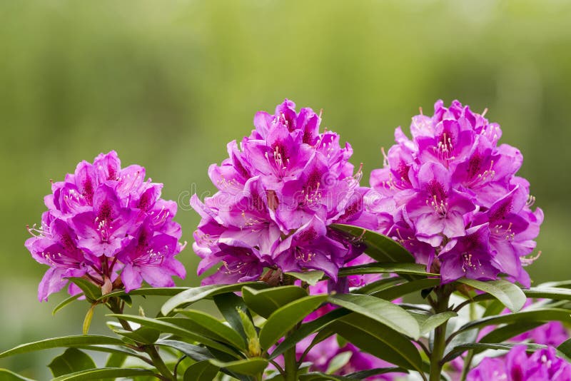 Washington State Coast Rhododendron Flower Na Flor Completa Imagem de Stock  - Imagem de nave, magenta: 31055661