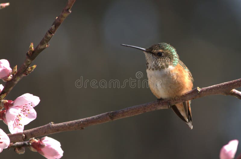 Washington State Hummingbird Stock Photos Free & RoyaltyFree Stock