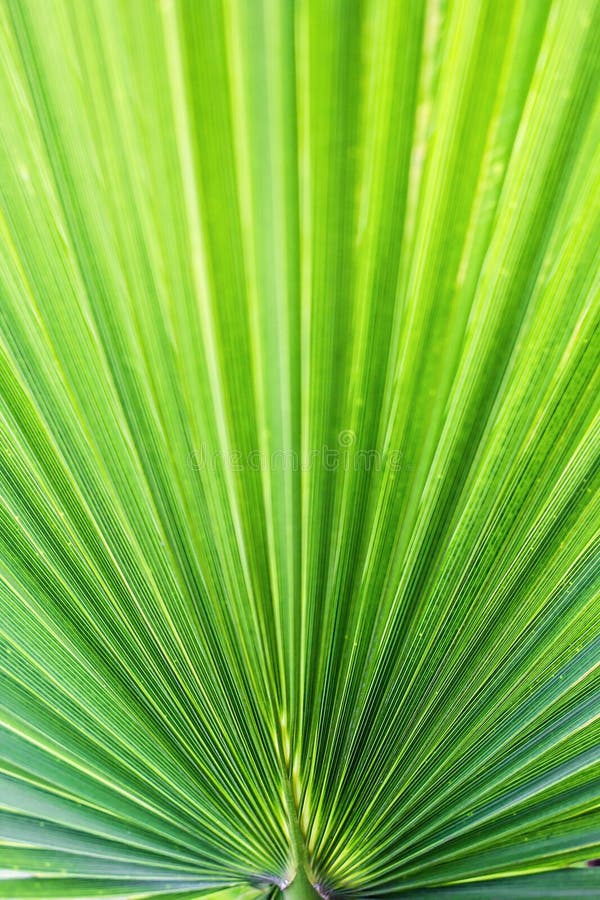 Washingtonia filifera Desert Fan Palm American Cotton Palm Arizona Fan Palm Stripped tropical pointy leaves Ribbed leaf Washington royalty free stock image Washingtonia filifera Desert Fan Palm American Cotton Palm Arizona Fan Palm Stripped tropical pointy leaves Ribbed leaf Washington royalty free stock image