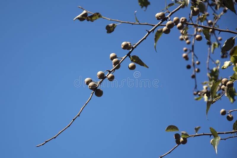 Washnut Tree stock photos