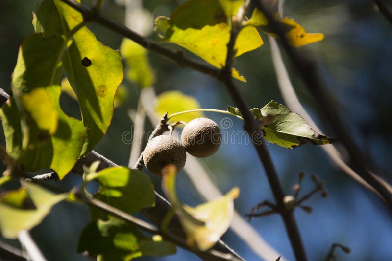 Washnut Tree royalty free stock images