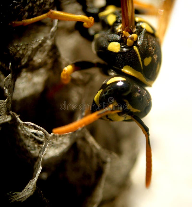 Wasp. (1)