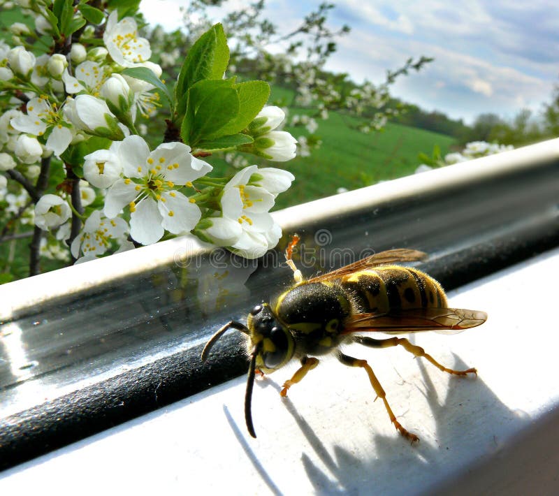 wasp royaltyfria foton wasp royaltyfria foton