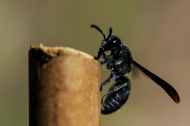 Wasp in Bamboo Trellis Nest Stock Photo Image of nest, dust 83698088