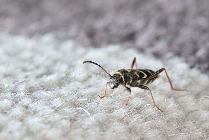 How To Spot If Carpet Beetles Are Living Inside Your Home This Winter Grimsby Live