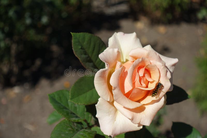 Wasp on Beige Flower of Rose in August Stock Image Image of nature
