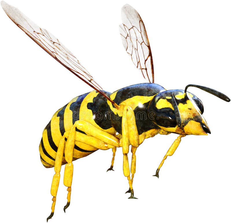 Wasp bi, kryp, fel som isoleras