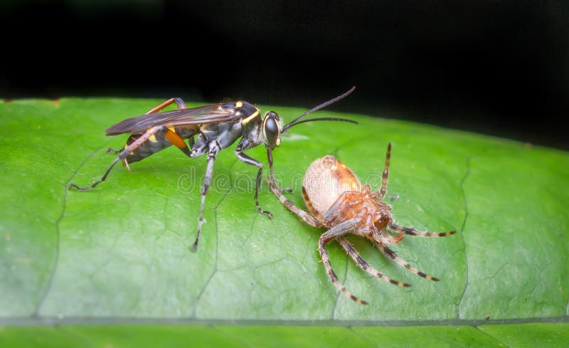 Wasp and dead spider royalty free stock images