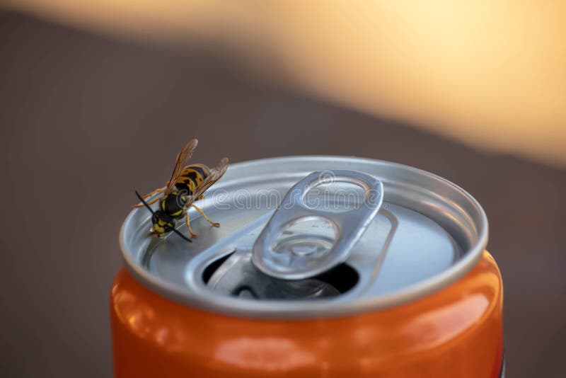 Wasp Drinking Soda on the Can Editorial Photography Image of orange