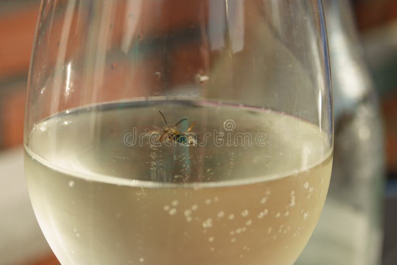 A wasp is drowning, trying to swin in a glass of white wine