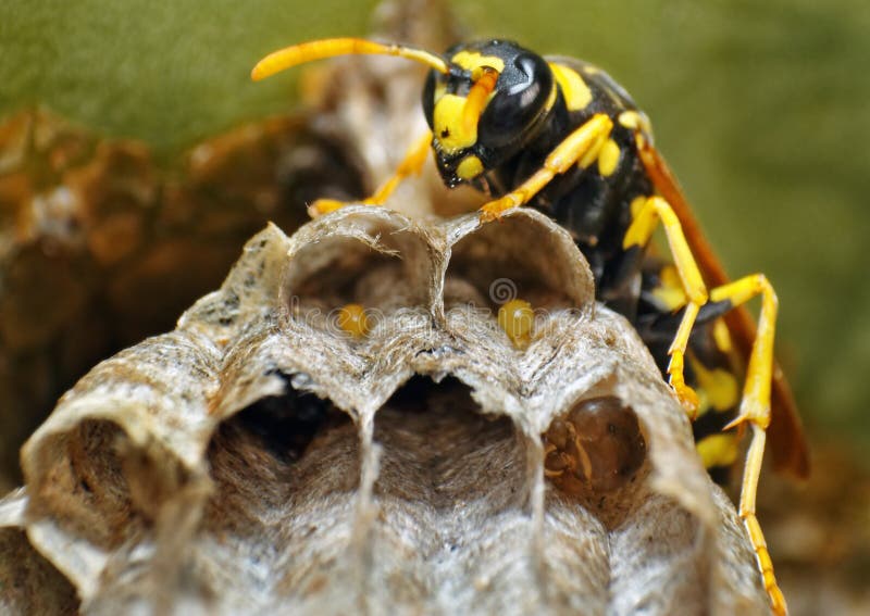 Wasp and eggs stock image