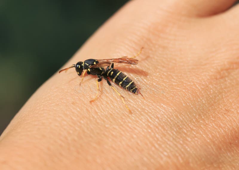 Vuoto vespa volò sul Uomo mano un fuori accoltellato sul tentativo.