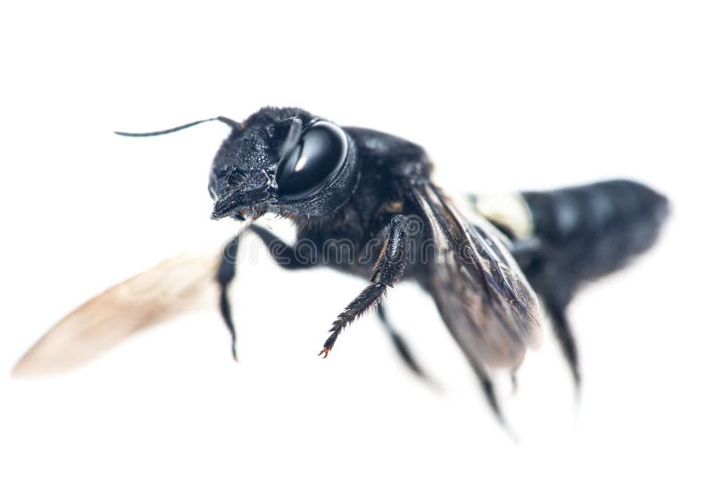 Wasp Flight royalty free stock photography