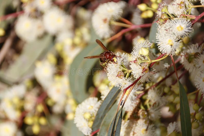Wasp on a Flower of Eucalyptus Stock Photo Image of tree, insects