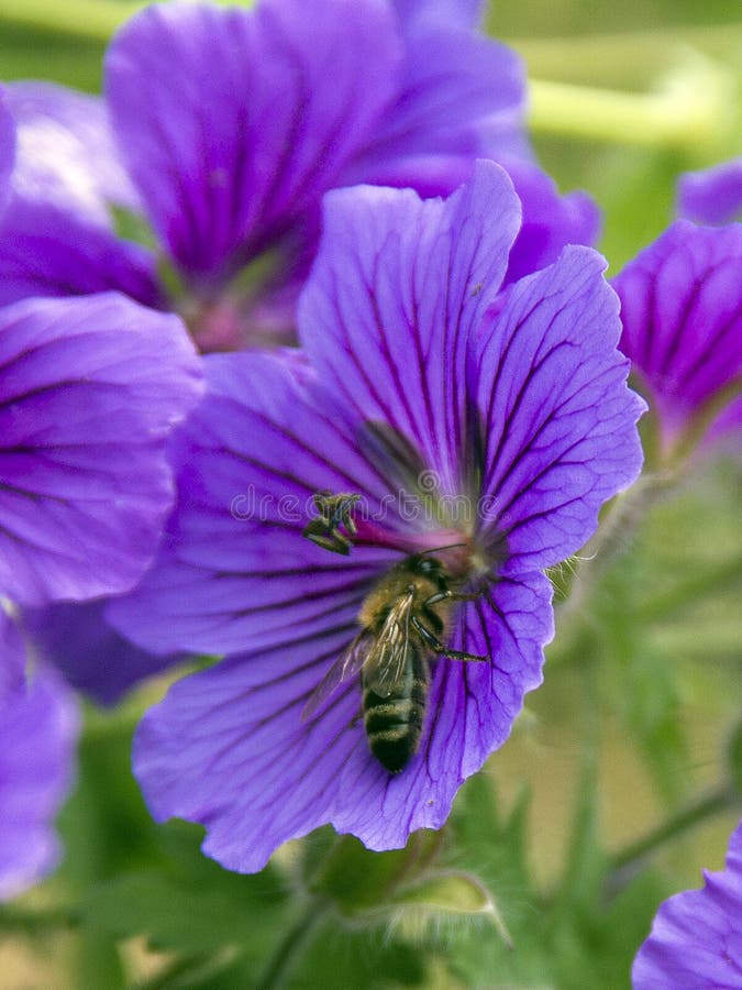 Wasp in a Flower stock photo