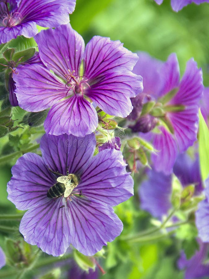 Wasp in a Flower stock image