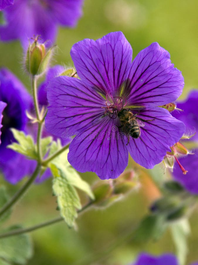 Wasp in a Flower stock photo