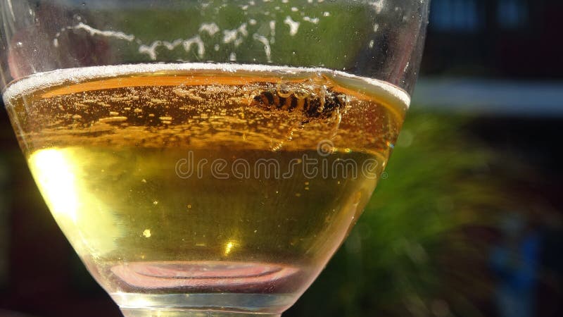 Wasps That Melt In The Beer Into Which They Fell Danger Of Swallowing The Wasp In The