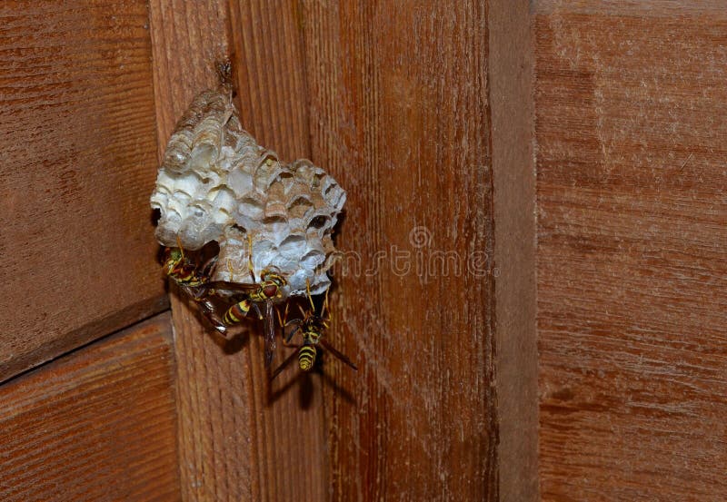 Wasp Bee, Laying Egg Larvae and Potecting Hive Stock Photo