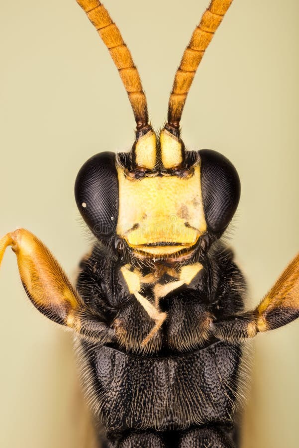 WASP - Ichneumonstramentor arkivbilder WASP - Ichneumonstramentor arkivbilder