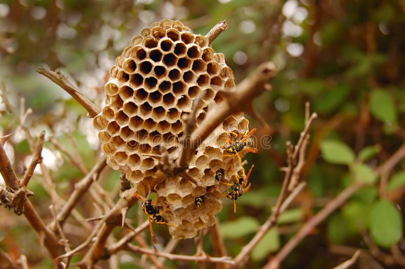 Wasp nest under the eaves stock image. Image of crafted 28289697