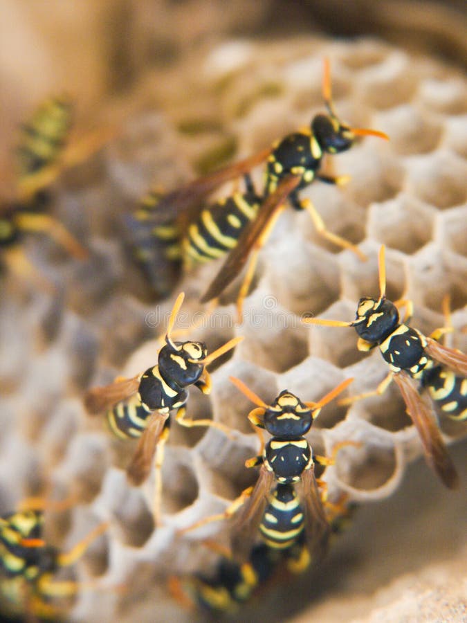 Wasp nest royalty free stock photos Wasp nest royalty free stock photos