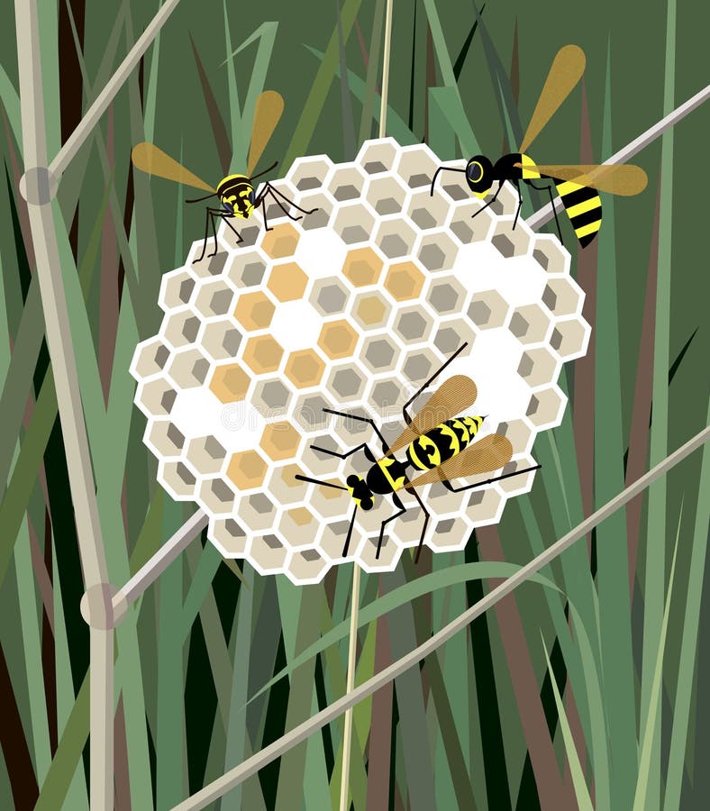 Wasp nest in the grass royalty free illustration Wasp nest in the grass royalty free illustration