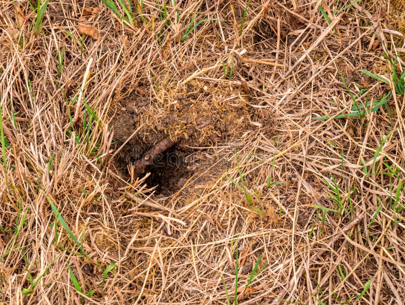 The Wasp Nest in the Ground with a Single Defender on the Edge of the  Entrance Stock Image - Image of hymenoptera, arthropods: 185220209