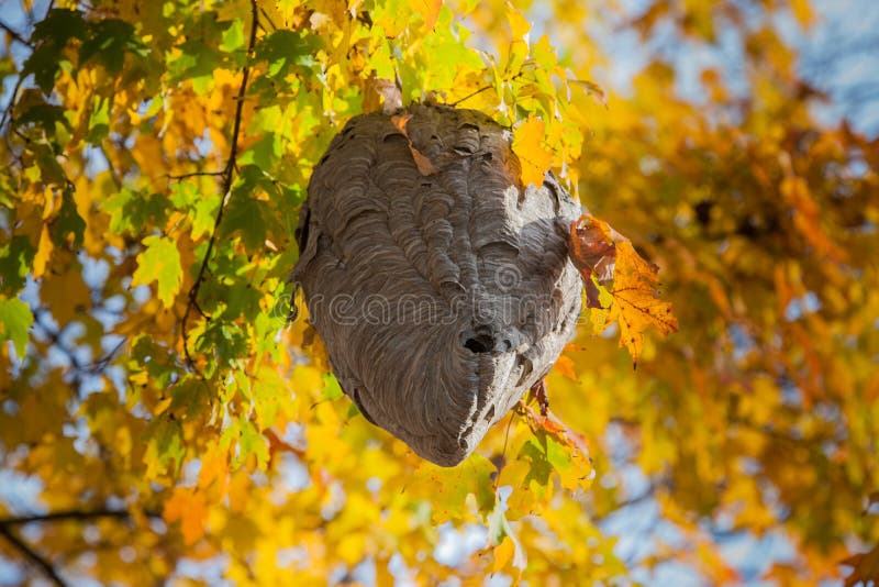 out fell of tree wasp nest