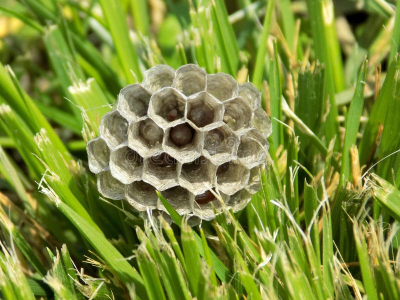 Wasp Nest with Wasps Maggots Inside It royalty free stock photos Wasp Nest with Wasps Maggots Inside It royalty free stock photos
