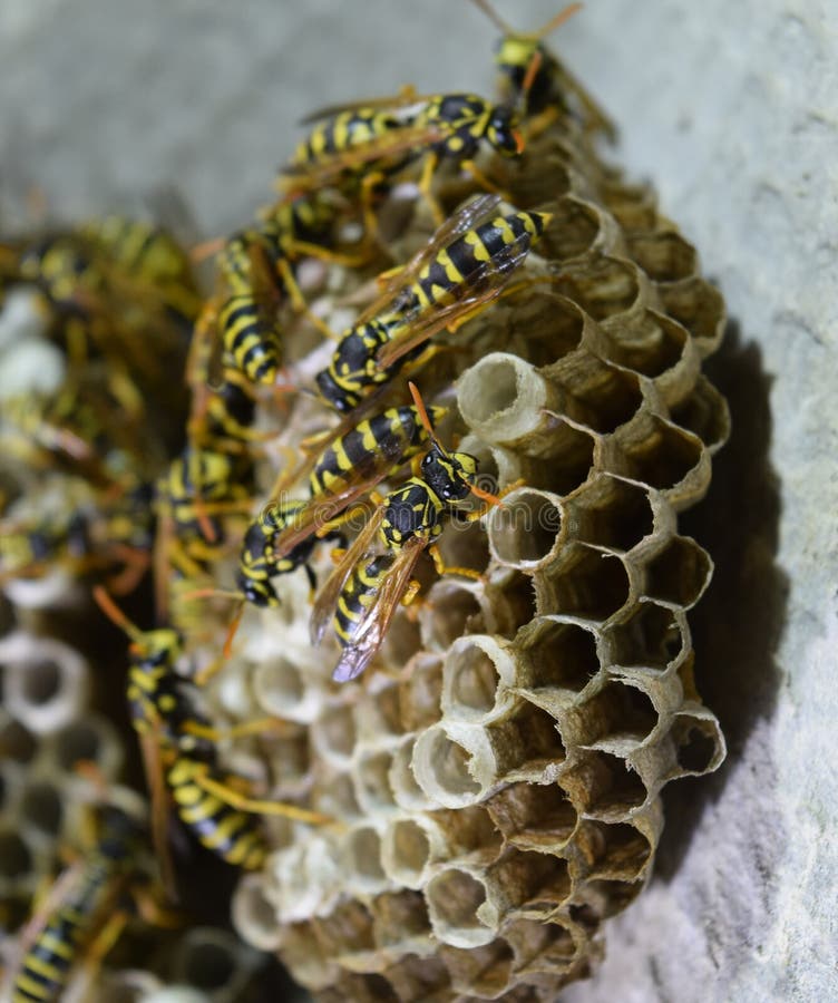 Wasp Nest with Sitting on it. Wasps Polist. the Nest of a Family of ...
