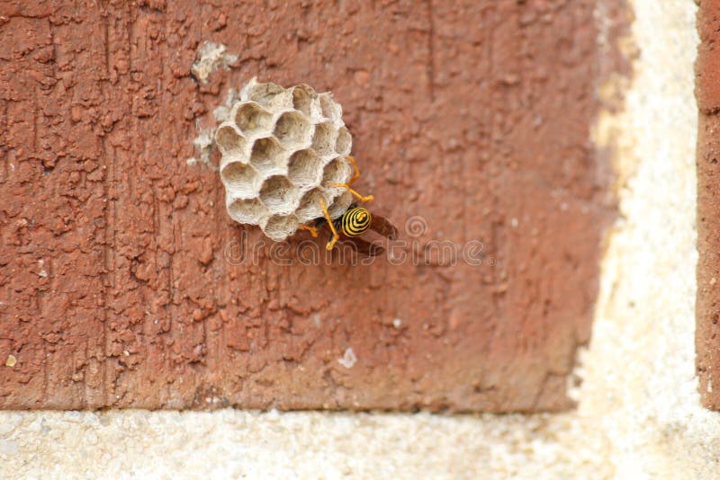 Wasp Next in the Making on Brick Wall Stock Image Image of yellow
