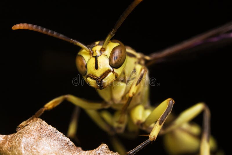 Wasp portrait