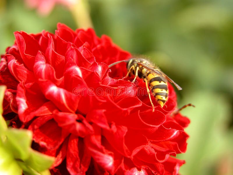 Wasp and red flower royalty free stock images Wasp and red flower royalty free stock images