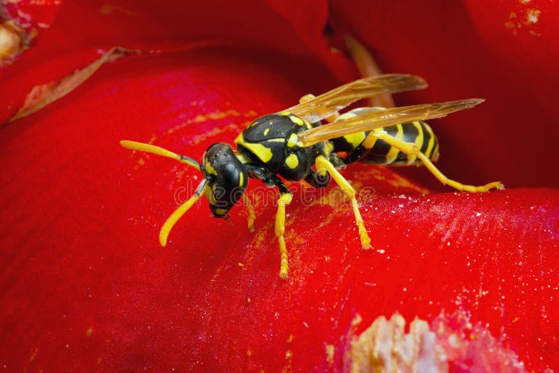 Wasp on red flower stock photo. Image of stinger, insect 57838212
