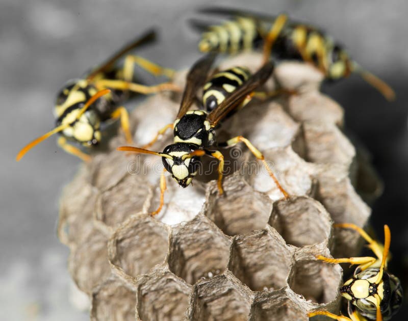 Wasp rede med puppor royaltyfria foton Wasp rede med puppor royaltyfria foton