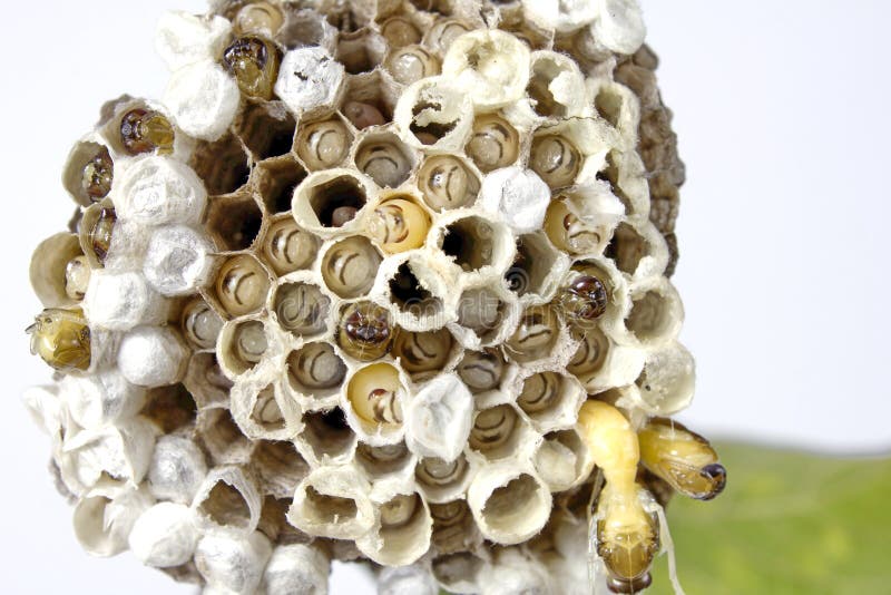 Wasp s nest