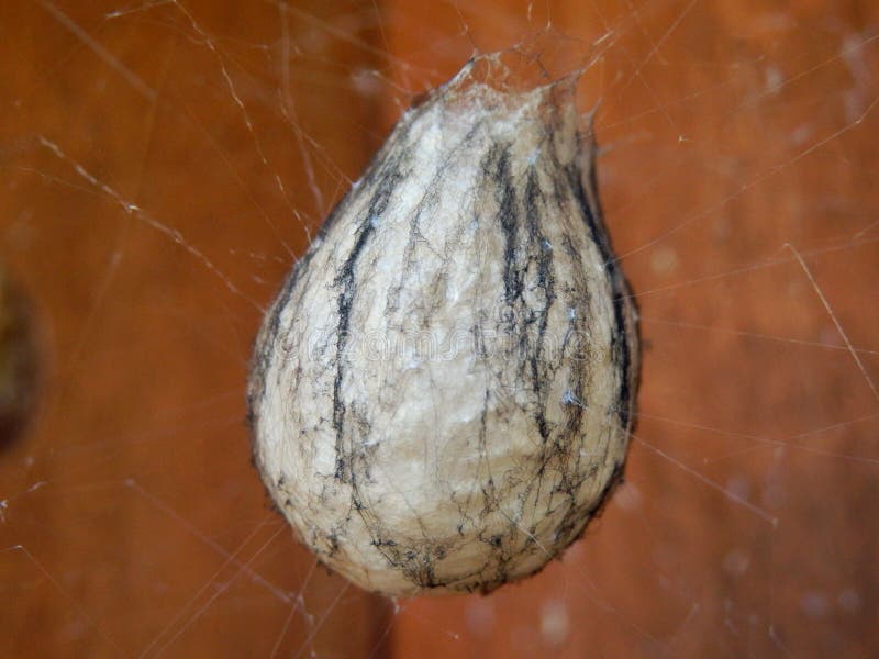 Wasp Spider Egg Sac