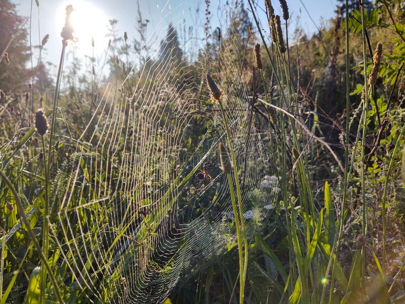 Wasp spider in the spider web in the nature.