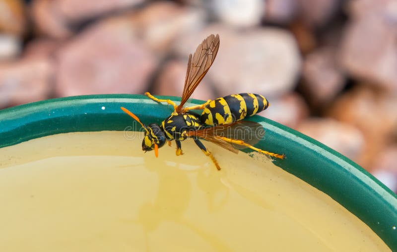 Wasp taking a drink stock photos