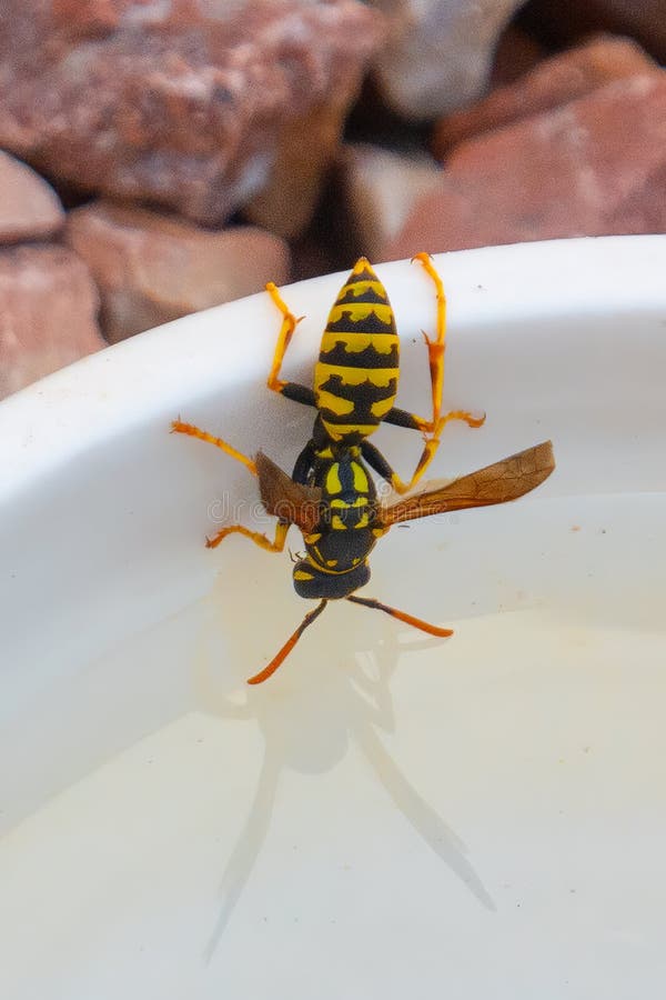 Wasp taking a drink stock photos
