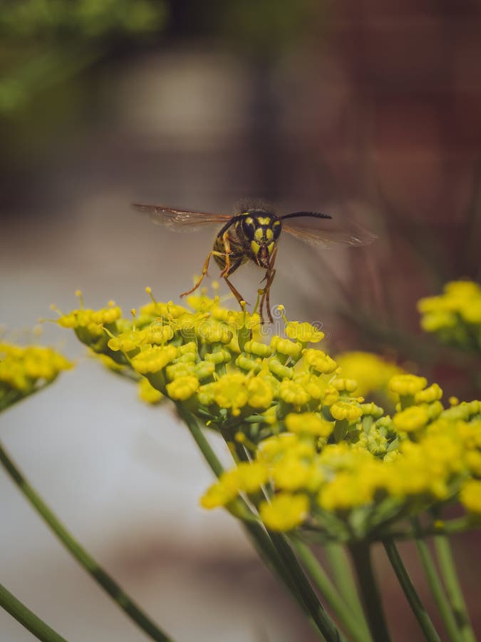 A wasp taking flight royalty free stock image