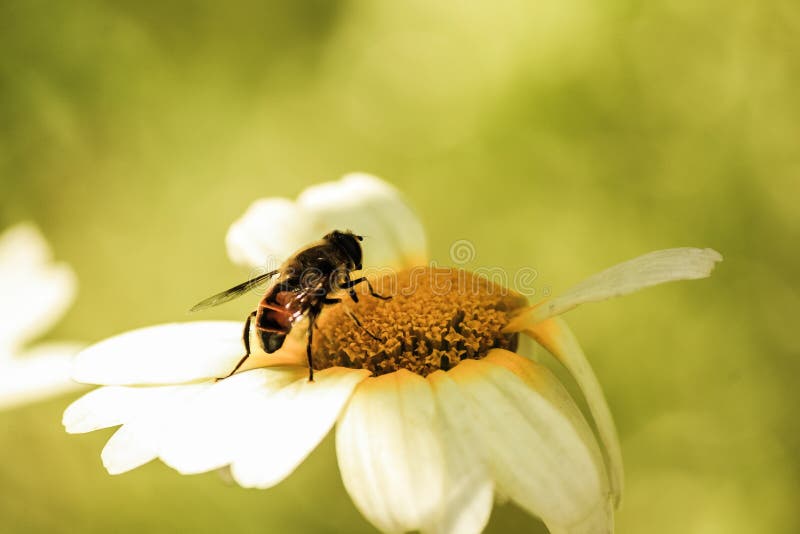 Wasp taking pollen royalty free stock photos