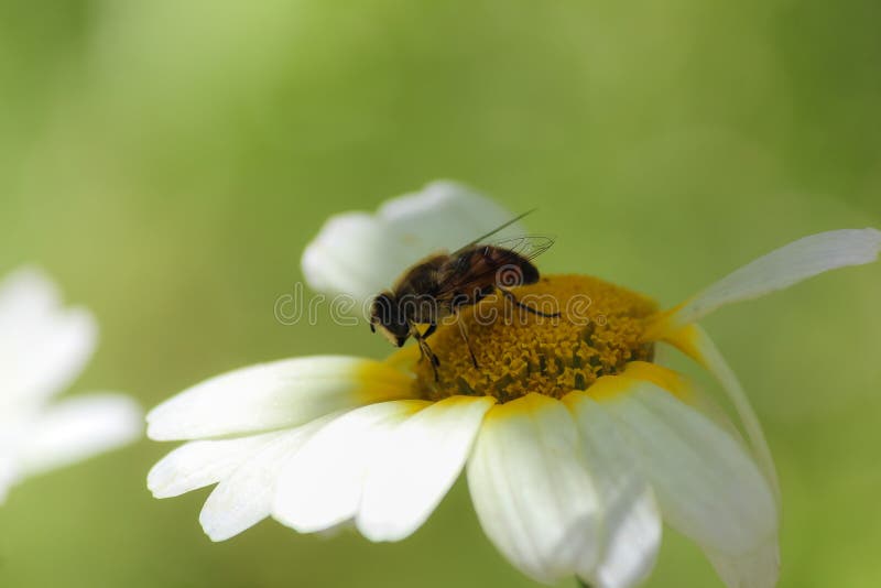 Wasp taking pollen stock photos