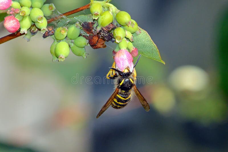 Wasp taking pollen from a snowberry flower head stock photo