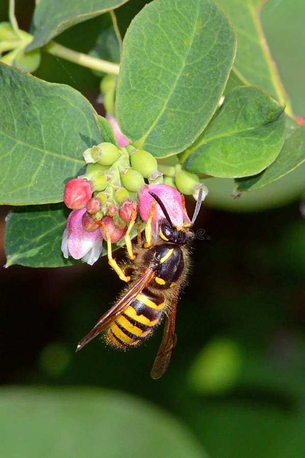Wasp taking pollen from a snowberry flower head royalty free stock photos