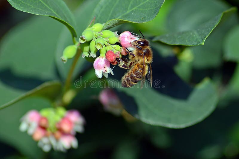 Wasp taking pollen from a snowberry flower head royalty free stock photos