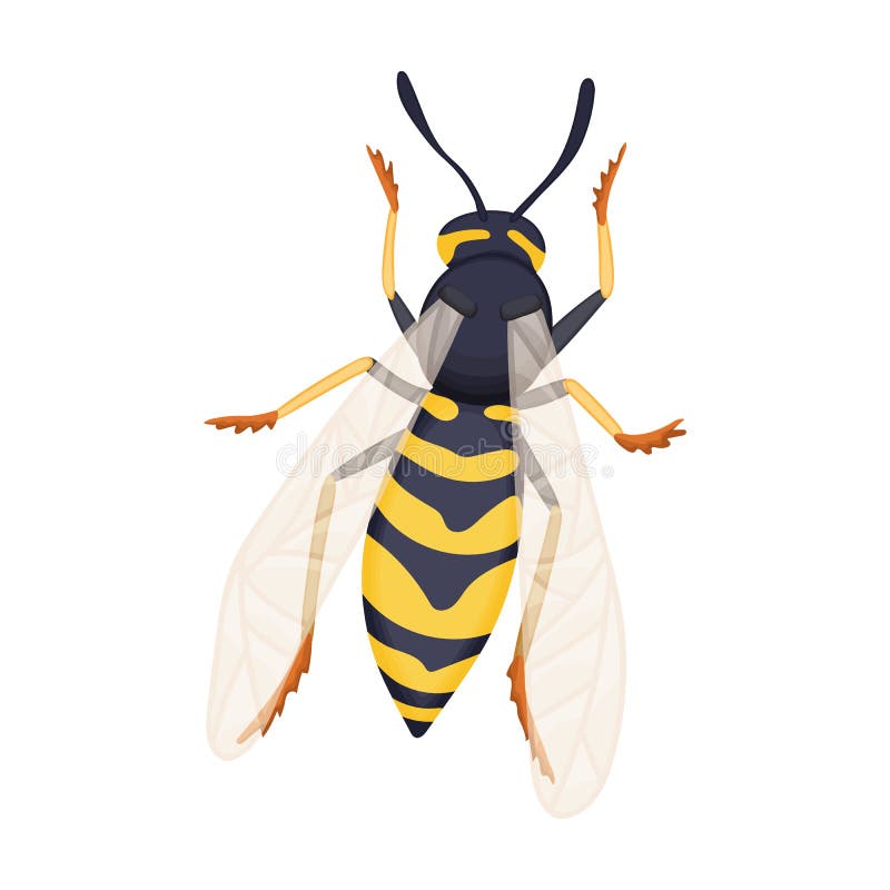 Wasp vector cartoon icon. Vector illustration insect wasp on white background. Isolated cartoon illustration icon of