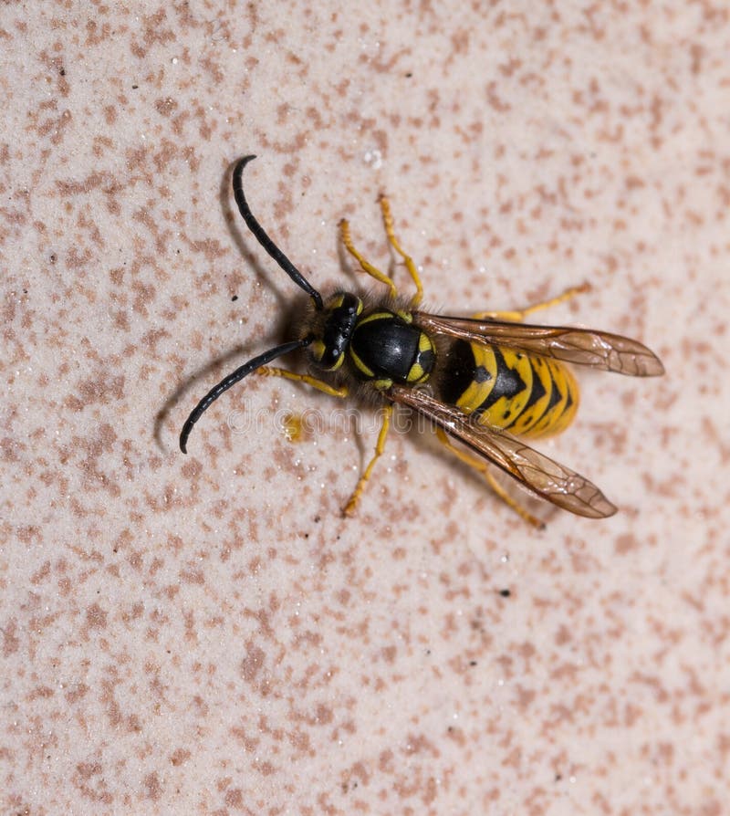 Wasp on wall stock image. Image of insect, wildlife, yellow 87803313